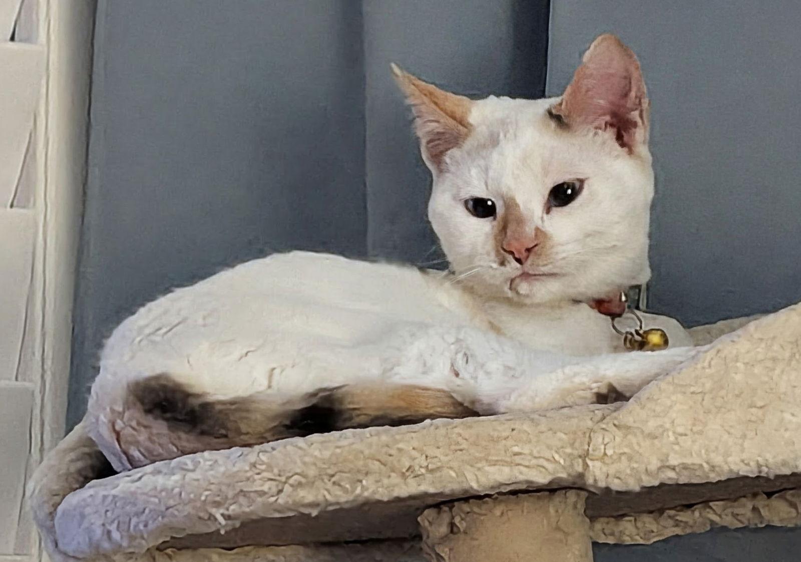 Enlarge Sophie 6.18.24, a Adoptable Domestic Short Hair in Apopka, FL image 1/2