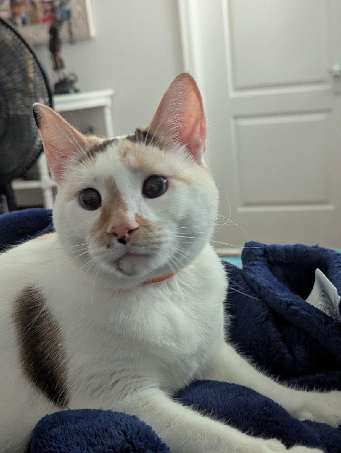 Enlarge Sophie 6.18.24, a Adoptable Domestic Short Hair in Apopka, FL image 2/2