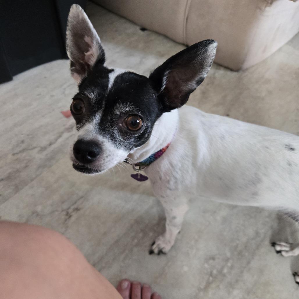 Enlarge Leona, a Adoptable Fox Terrier in Minneapolis, MN image 1/3