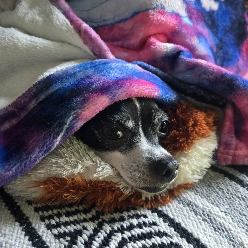 Enlarge Leona, a Adoptable Fox Terrier in Minneapolis, MN image 2/3