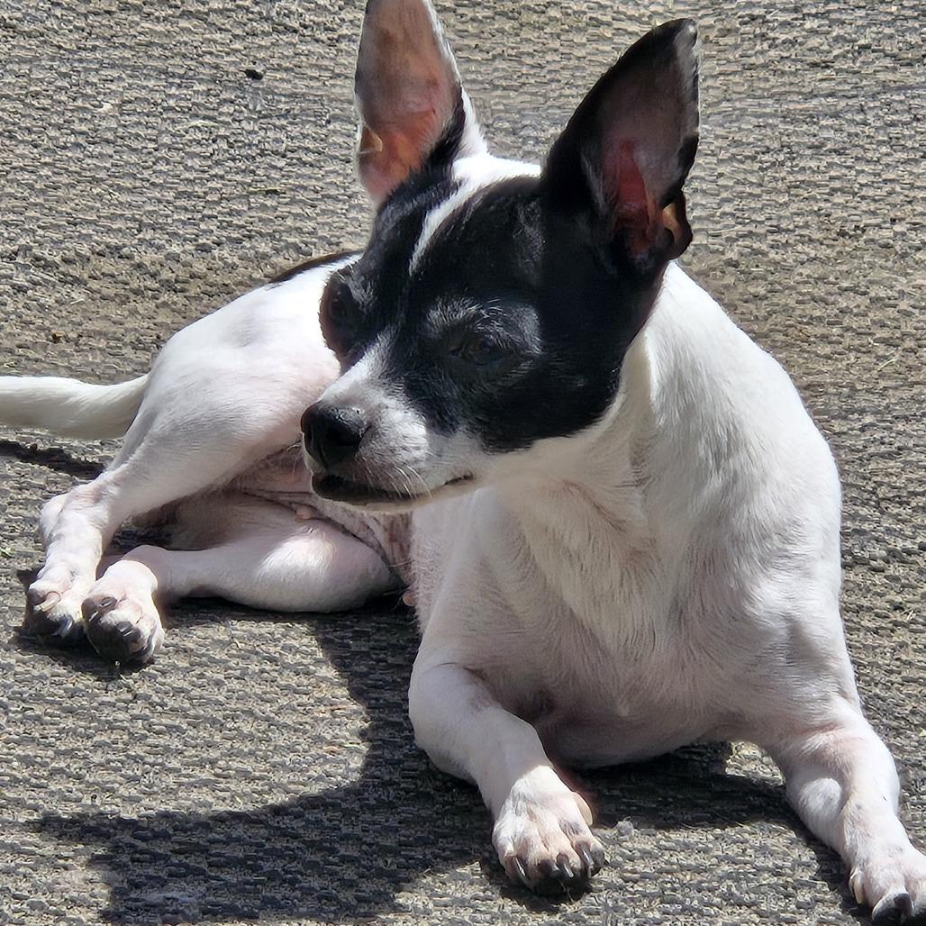 Enlarge Leona, a Adoptable Fox Terrier in Minneapolis, MN image 3/3