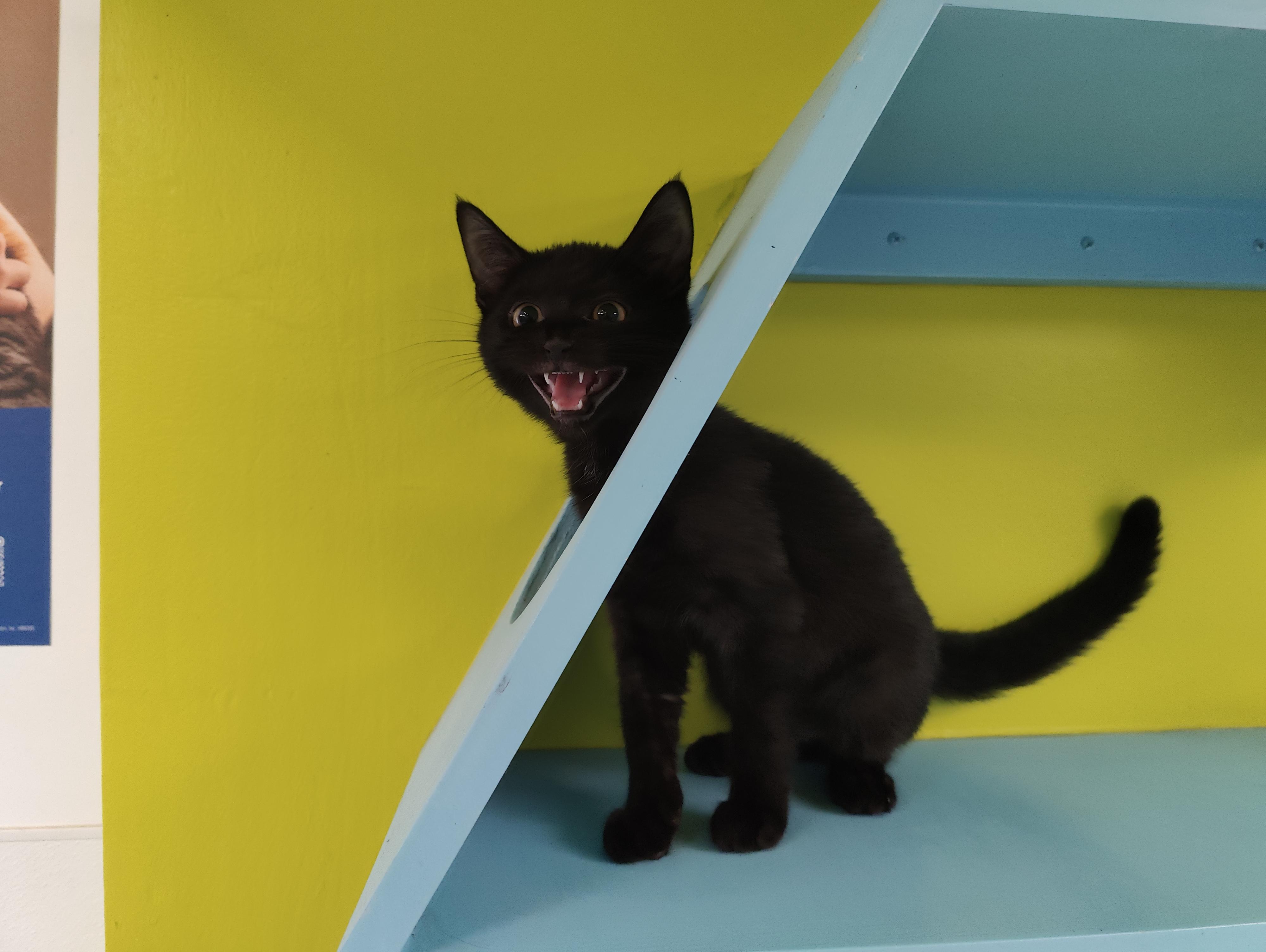 Mystery, adopted, Kitten Male Domestic Short Hair.