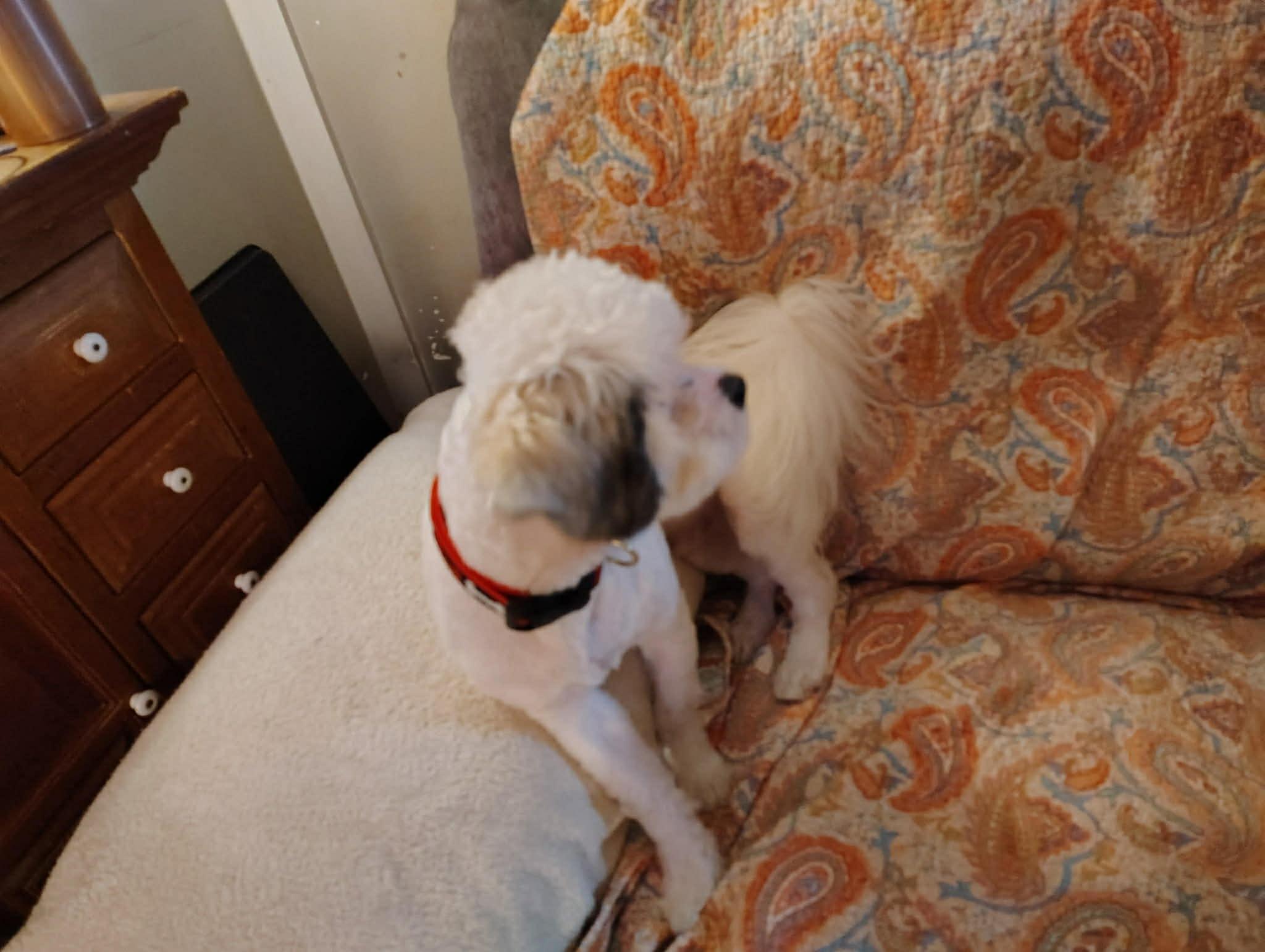 Courtesy Post - Rocket, a Adoptable mixed breed in Vernon, CT image 2/2