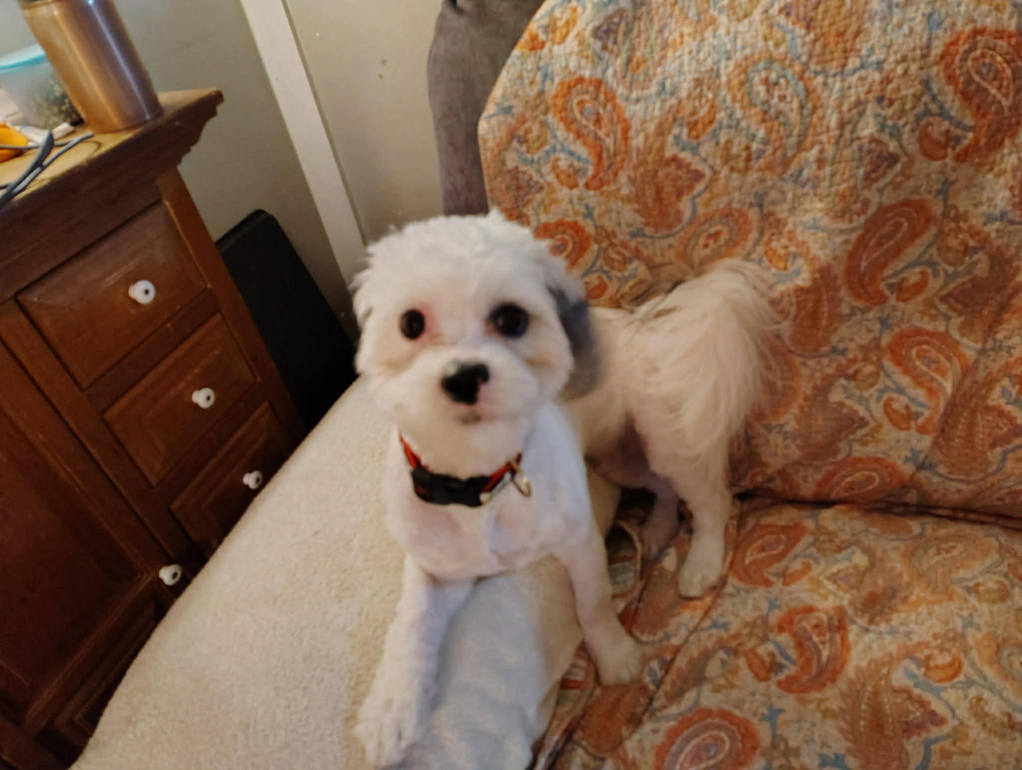 Courtesy Post - Rocket, a Adoptable mixed breed in Vernon, CT image 1/2