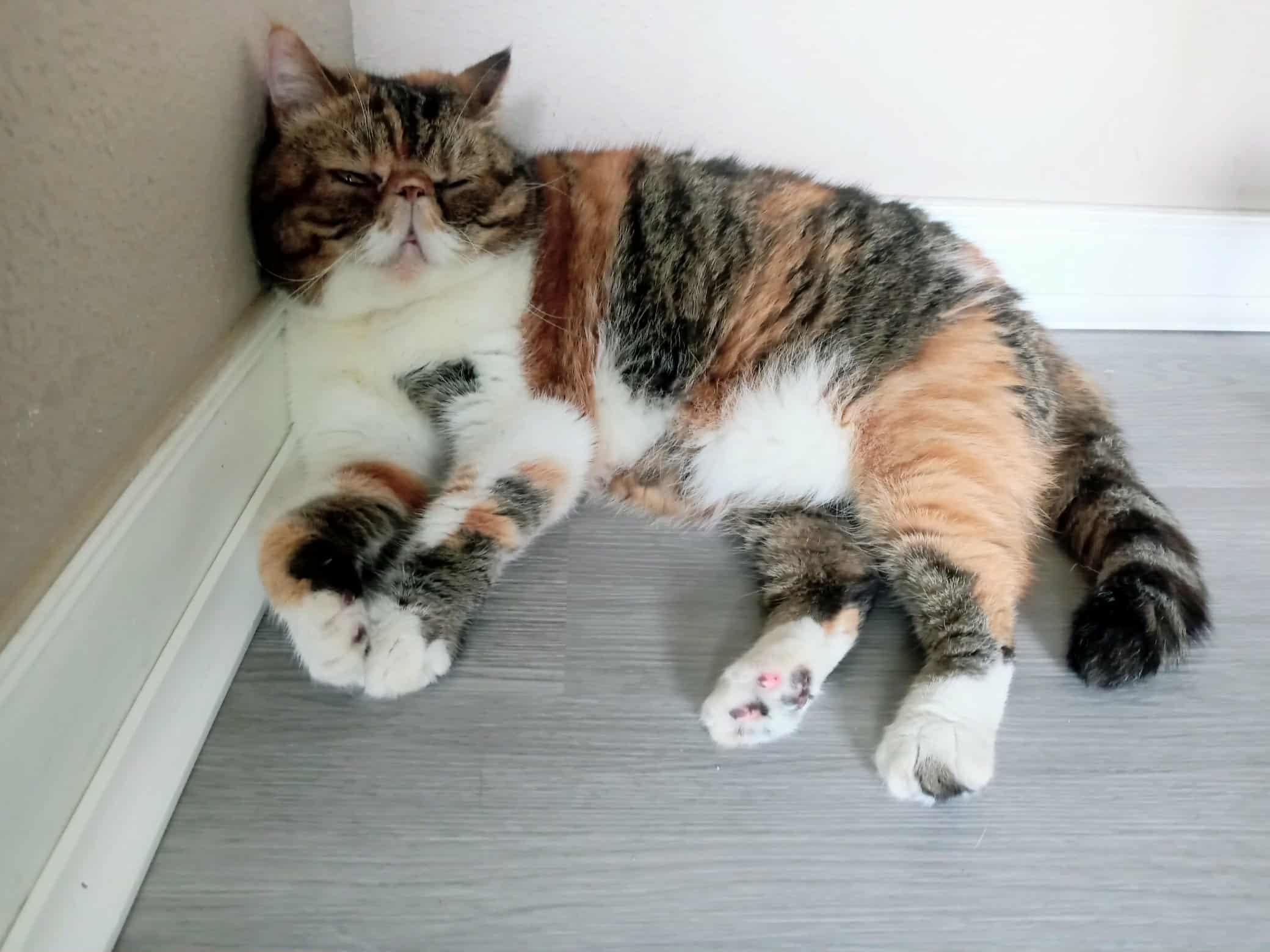 Leo, a Adoptable Exotic Shorthair in Orlando, FL image 1/5