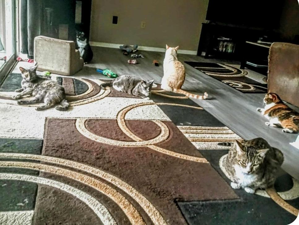 Leo, a Adoptable Exotic Shorthair in Orlando, FL image 4/5