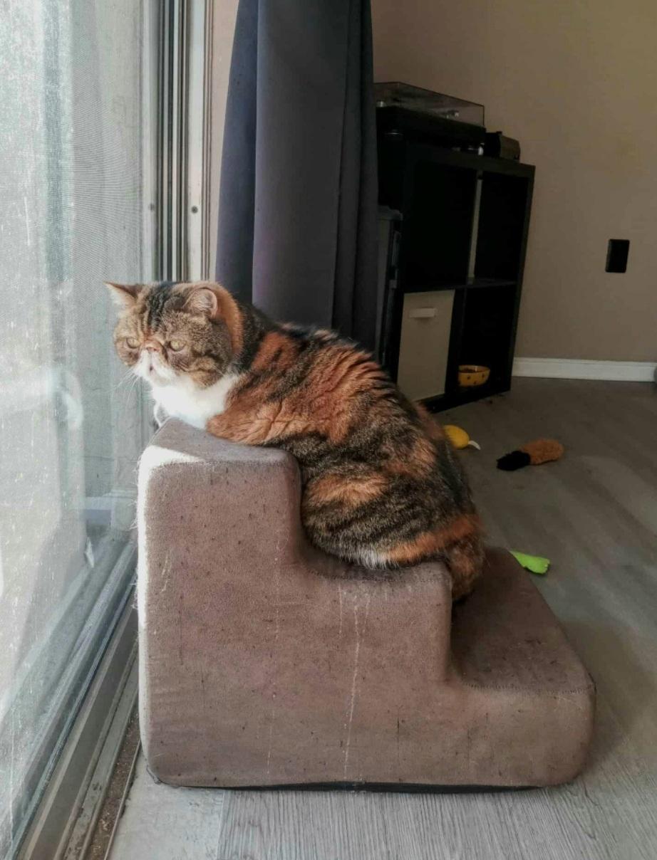 Leo, a Adoptable Exotic Shorthair in Orlando, FL image 3/5