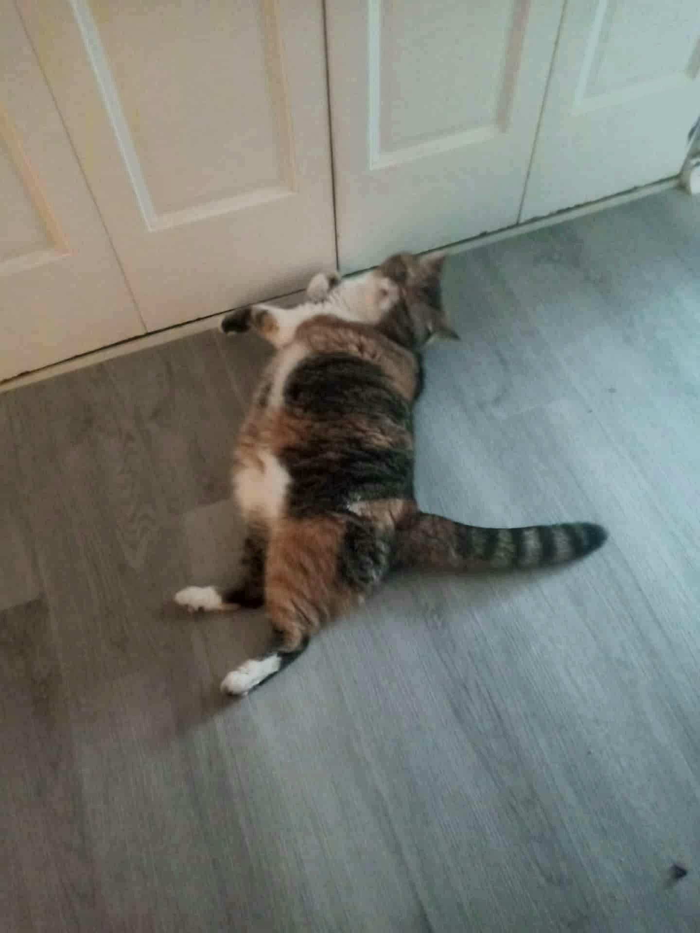 Leo, a Adoptable Exotic Shorthair in Orlando, FL image 5/5