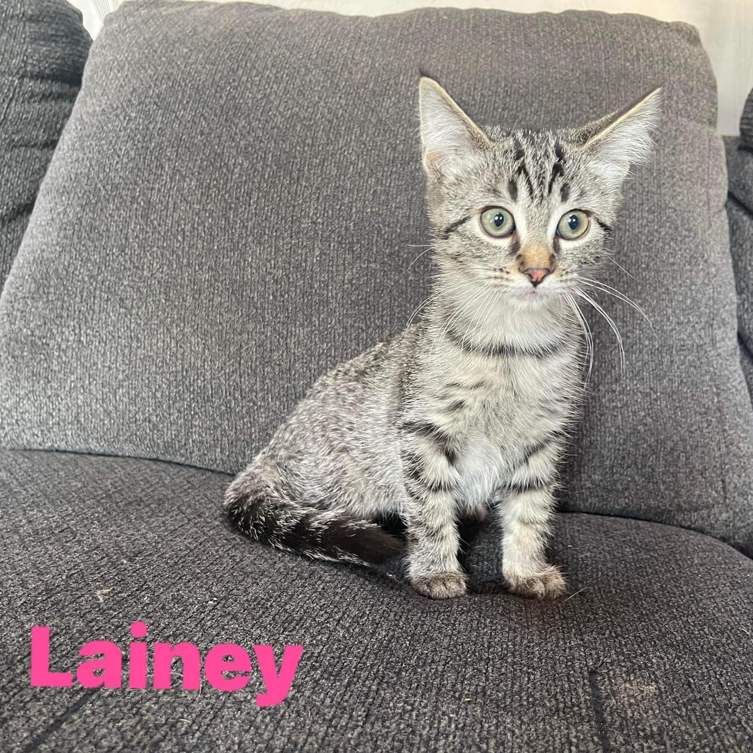 Cat for adoption Lainey, a Domestic Medium Hair in Salamanca, NY Petfinder