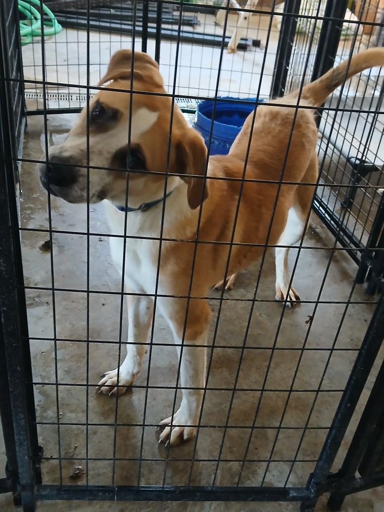 Enlarge Wilber&Bandit, a Adoptable mixed breed in Lonsdale, AR image 5/5