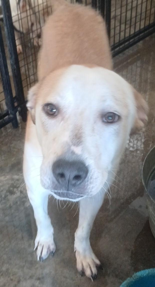Enlarge Wilber&Bandit, a Adoptable mixed breed in Lonsdale, AR image 1/5