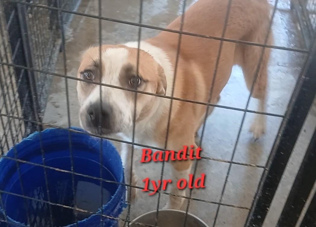 Enlarge Wilber&Bandit, a Adoptable mixed breed in Lonsdale, AR image 4/5