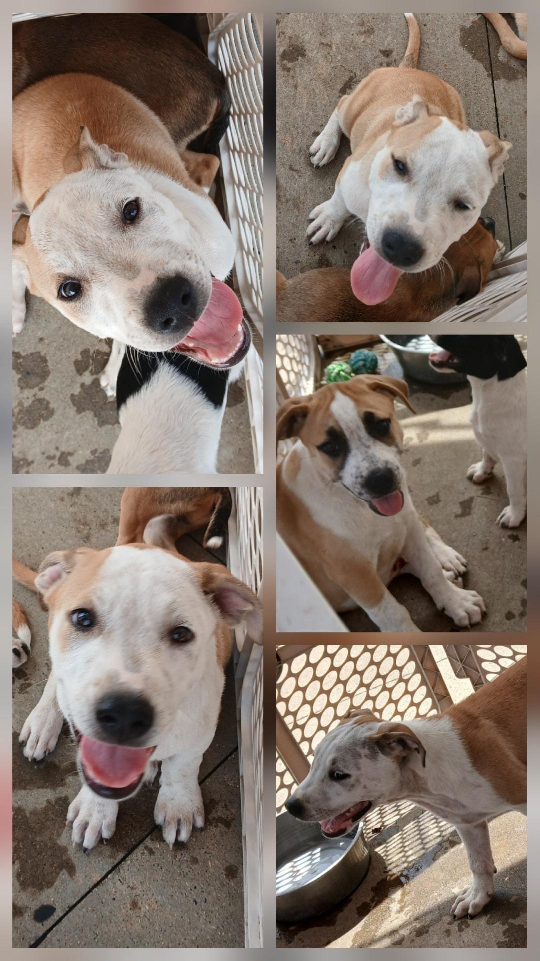Enlarge Wilber&Bandit, a Adoptable mixed breed in Lonsdale, AR image 3/5