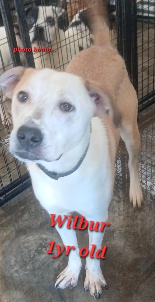 Enlarge Wilber&Bandit, a Adoptable mixed breed in Lonsdale, AR image 2/5