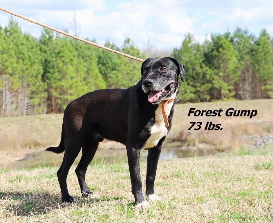 Enlarge Forest Gump, a Adoptable mixed breed in Oxford, NC image 1/2