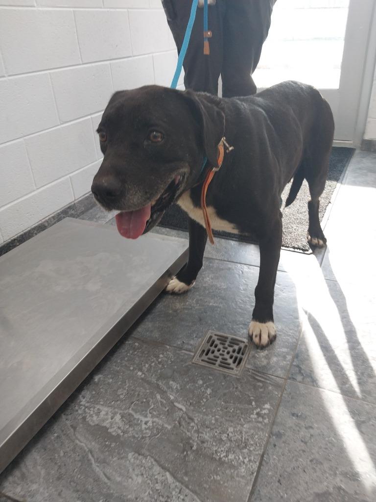 Enlarge Forest Gump, a Adoptable mixed breed in Oxford, NC image 2/2