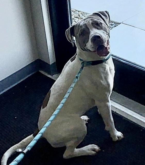 Enlarge Argen, a ADOPTABLE mixed breed in Sandusky, MI image 2/5