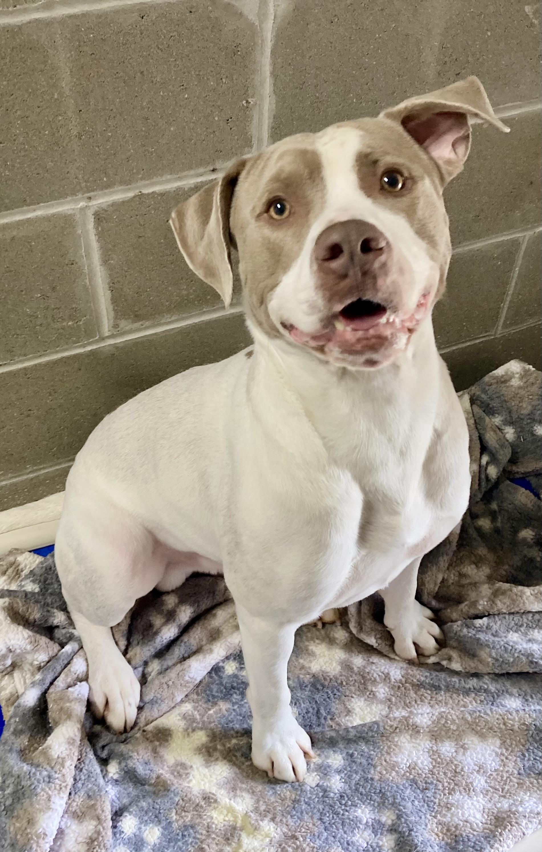 Enlarge Argen, a ADOPTABLE mixed breed in Sandusky, MI image 3/5
