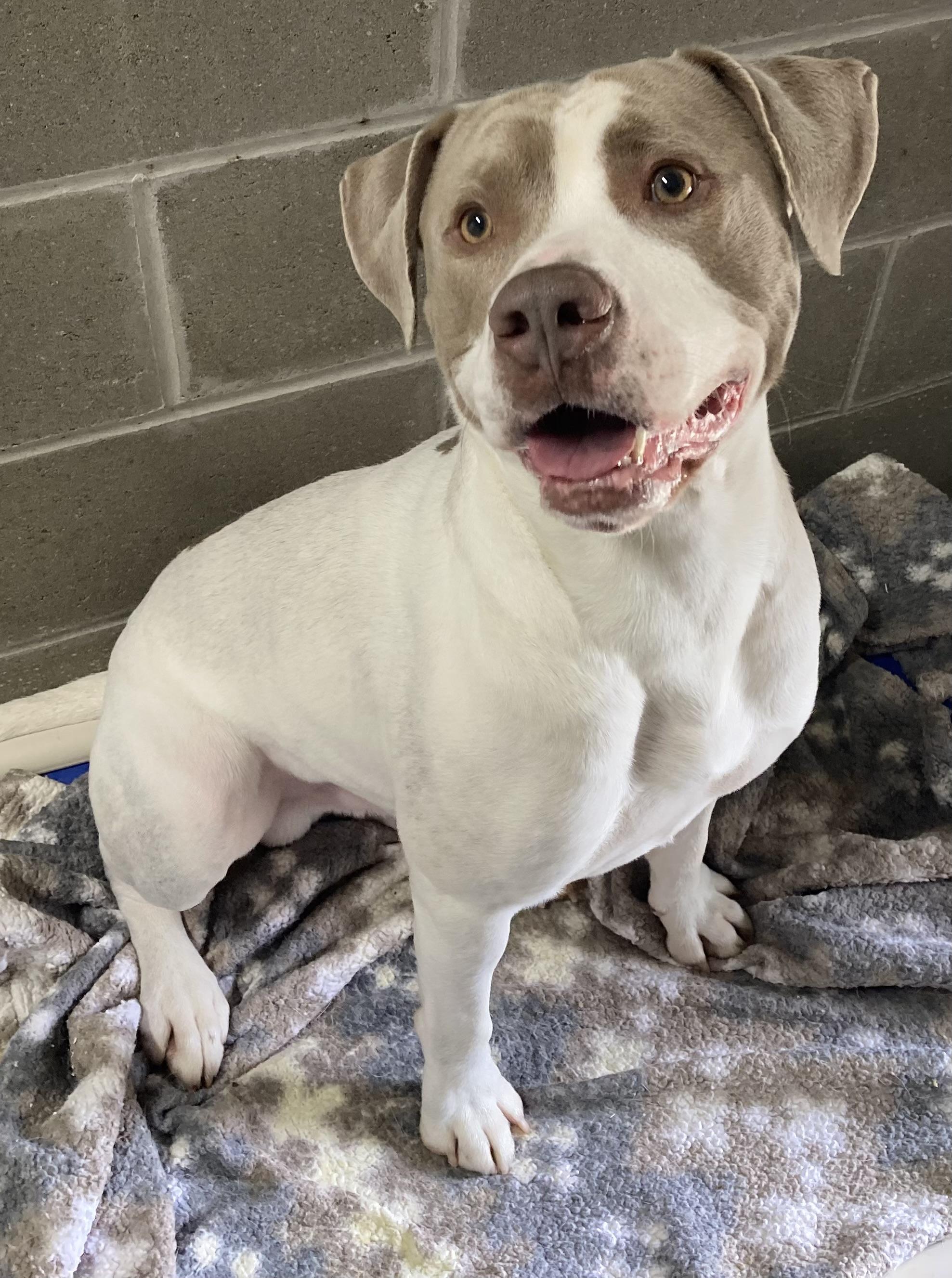 Enlarge Argen, a ADOPTABLE mixed breed in Sandusky, MI image 1/5