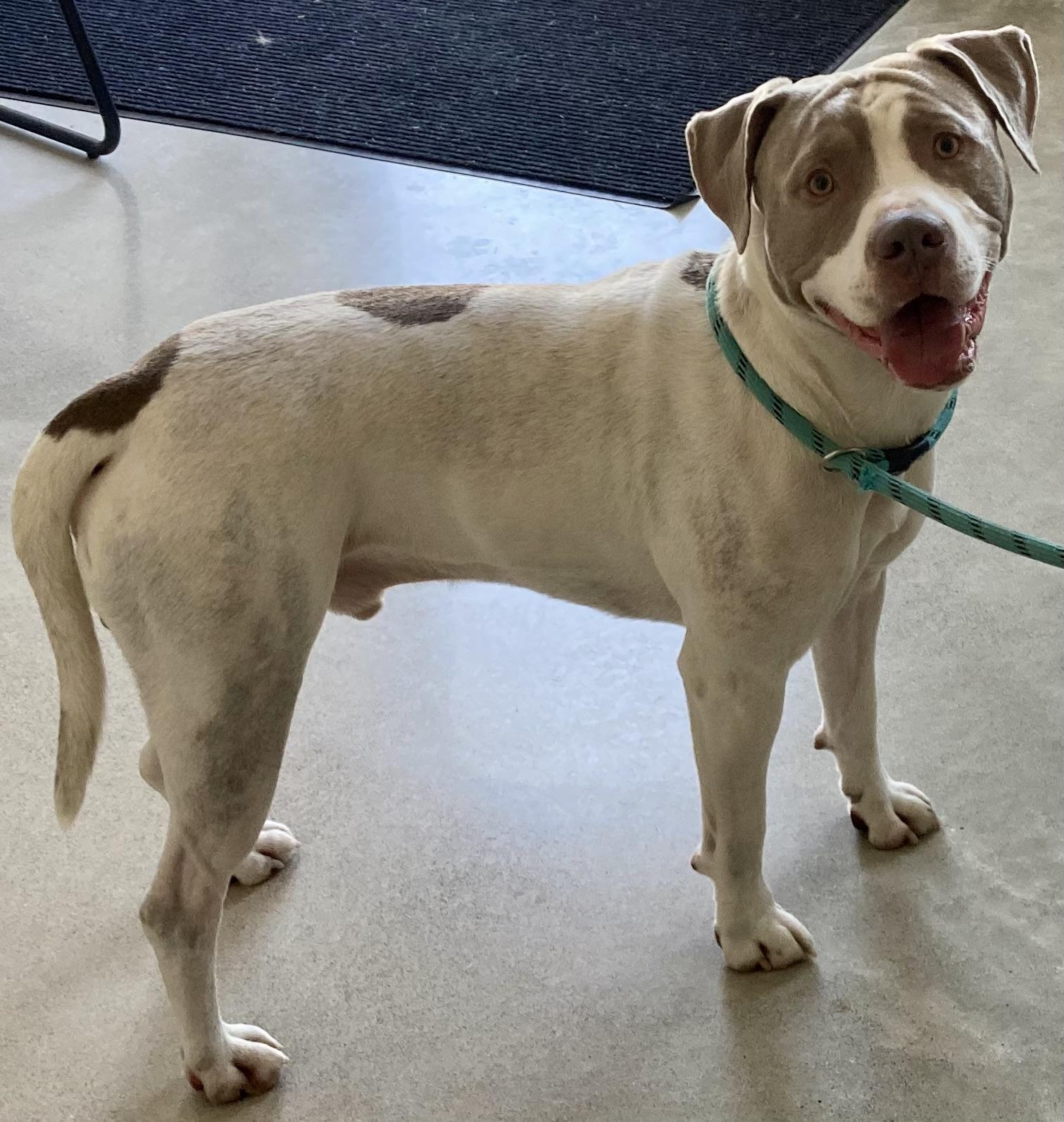 Enlarge Argen, a ADOPTABLE mixed breed in Sandusky, MI image 5/5