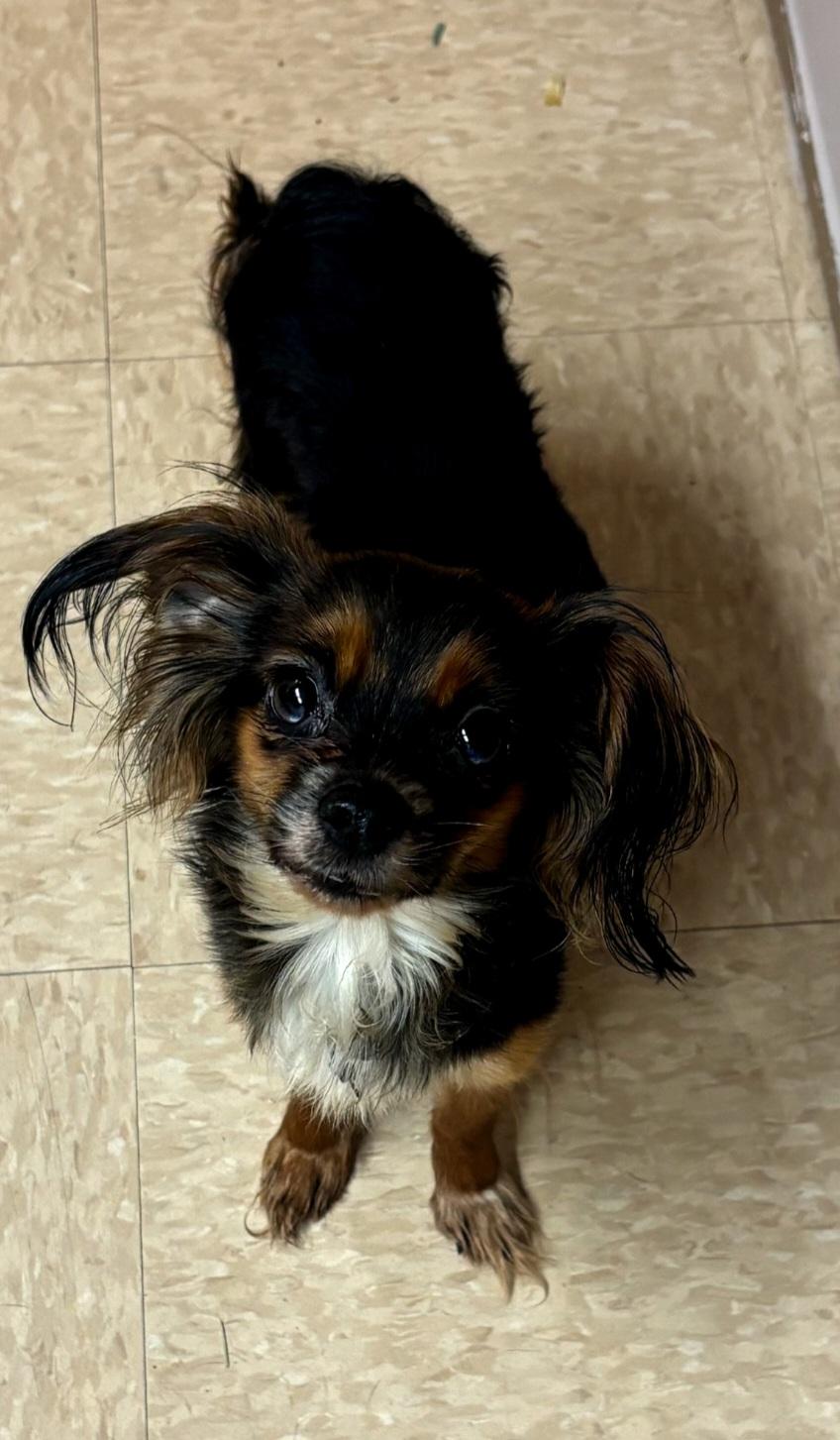 130, ADOPTABLE, Adult Female Papillon & Chihuahua.
