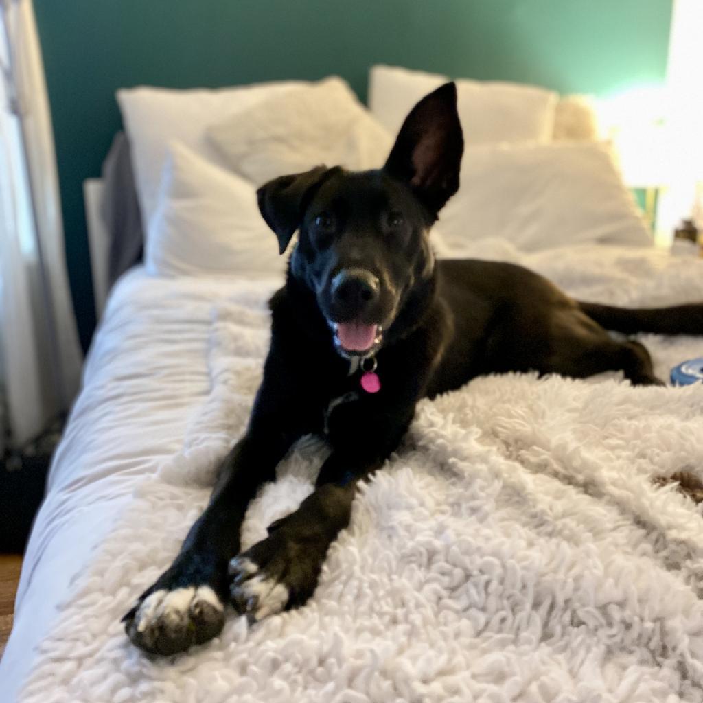 Enlarge Minnie, a Adoptable mixed breed in Wilmington, DE image 2/6