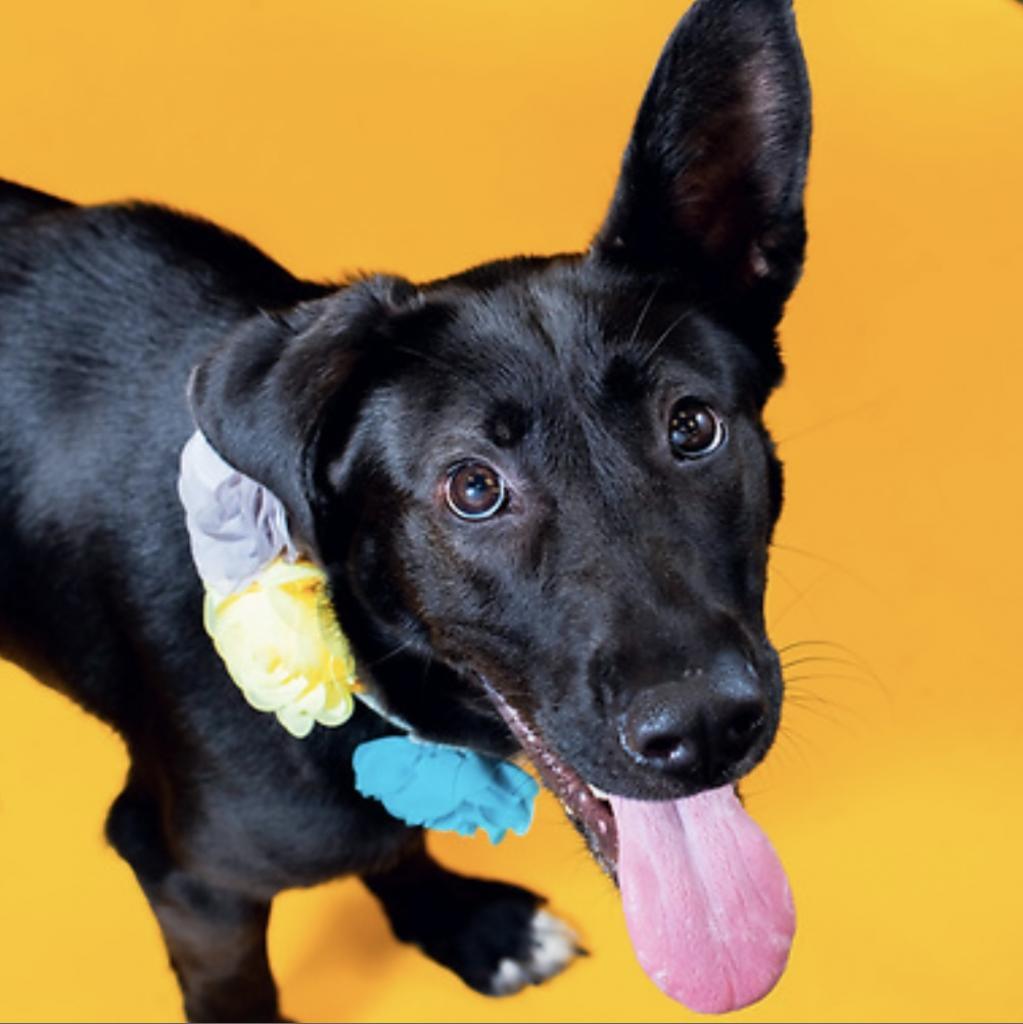 Enlarge Minnie, a Adoptable mixed breed in Wilmington, DE image 3/6