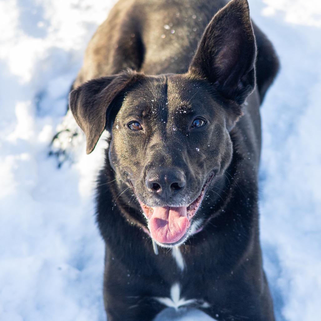 Enlarge Minnie, a Adoptable mixed breed in Wilmington, DE image 4/6