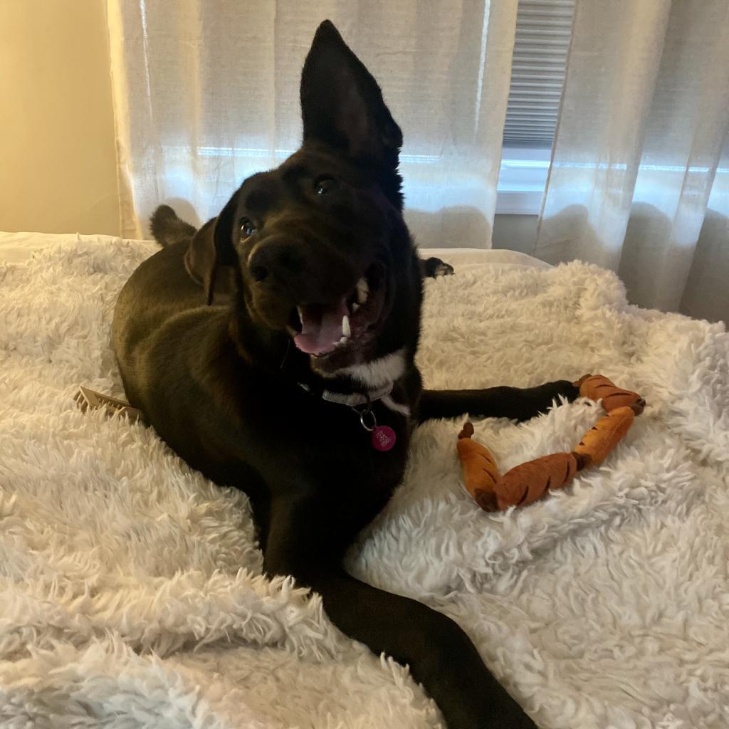 Enlarge Minnie, a Adoptable mixed breed in Wilmington, DE image 6/6