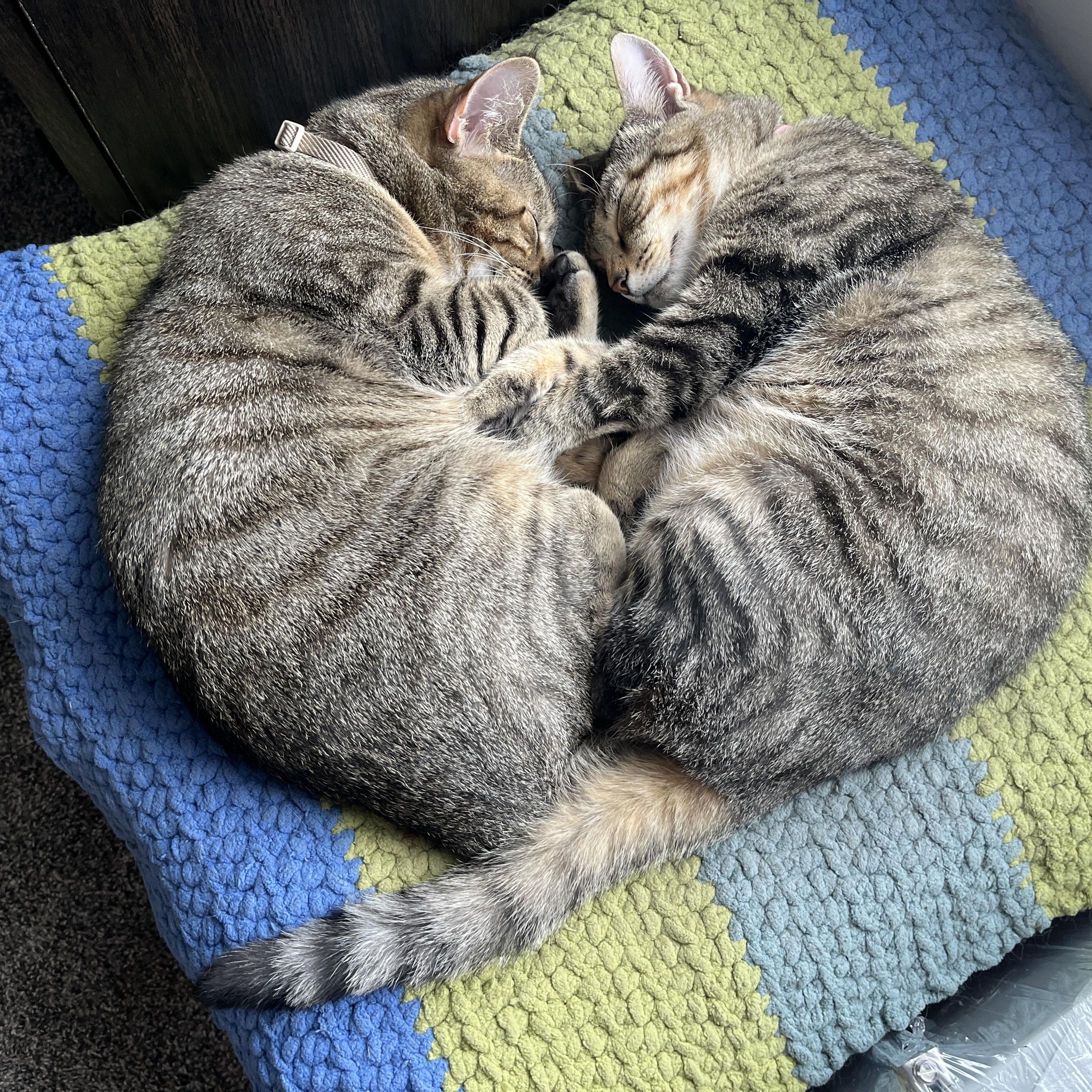 Pork and Beef, a ADOPTABLE Domestic Short Hair in Morgantown, WV image 5/6