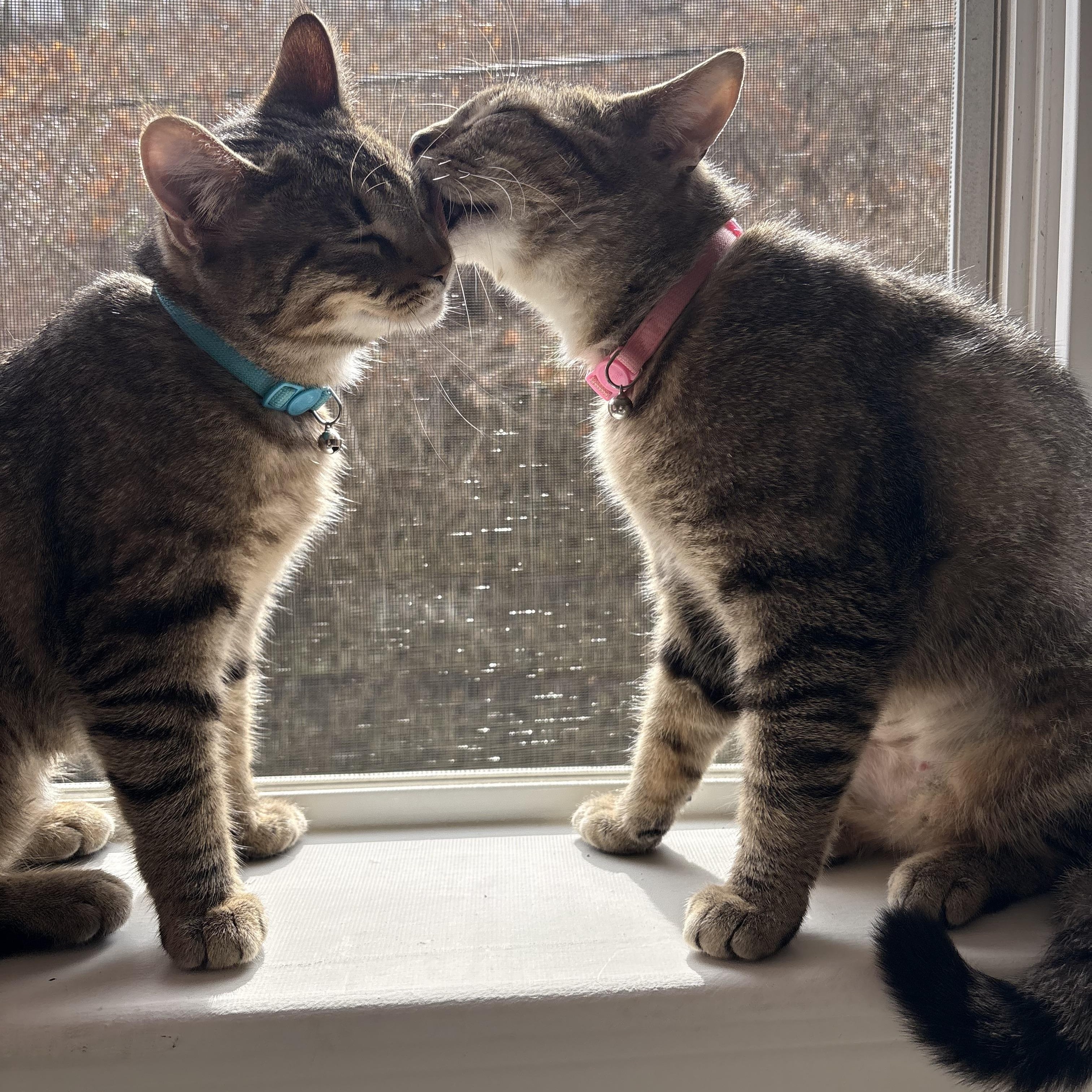 Pork and Beef, a ADOPTABLE Domestic Short Hair in Morgantown, WV image 2/6