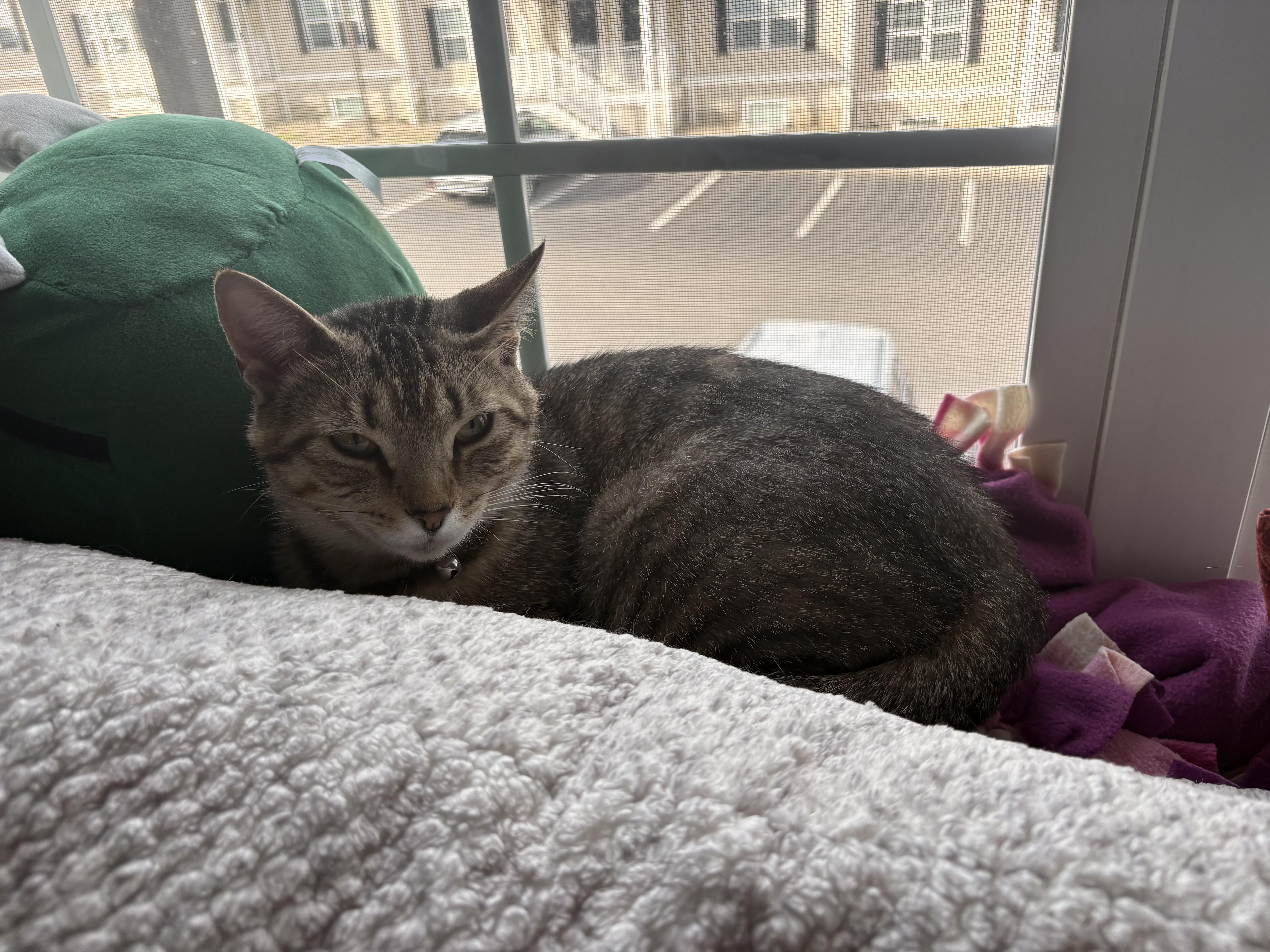 Pork and Beef, a ADOPTABLE Domestic Short Hair in Morgantown, WV image 6/6