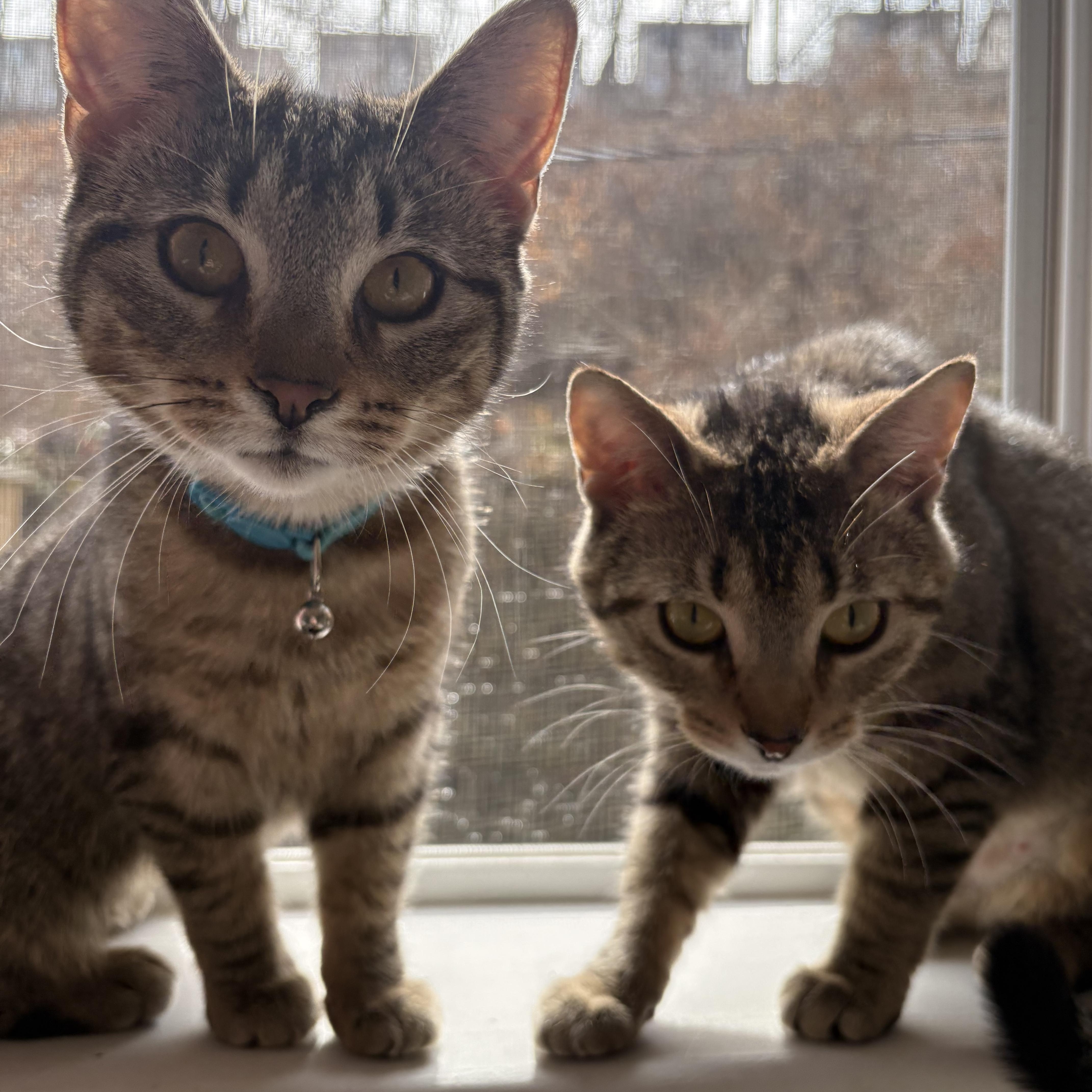 Pork and Beef, ADOPTABLE, Young Female Domestic Short Hair.