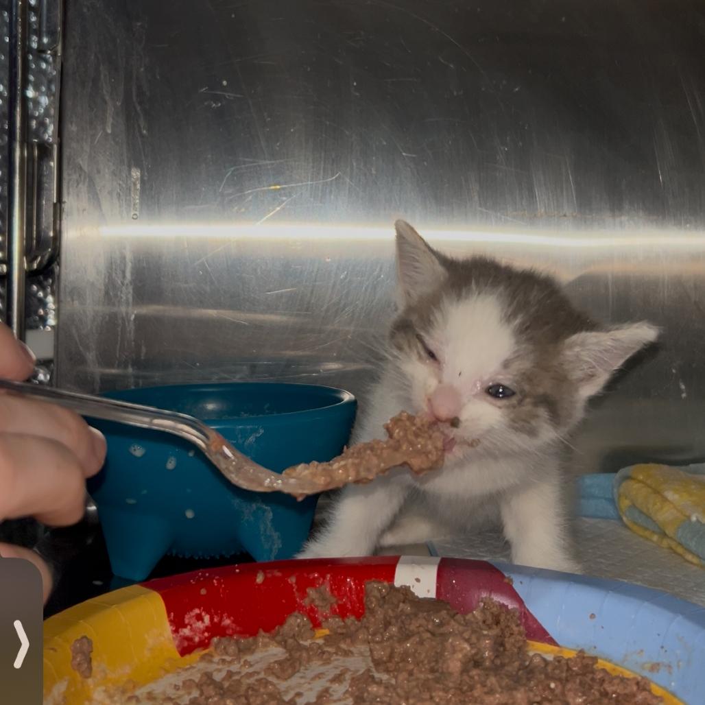 Enlarge Cymbalta, a Adoptable mixed breed in Odessa, TX image 2/2