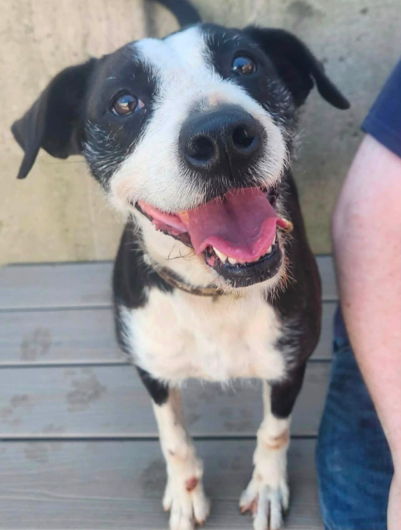 Enlarge Noodle, a Adoptable mixed breed in La Salle, IL image 1/1