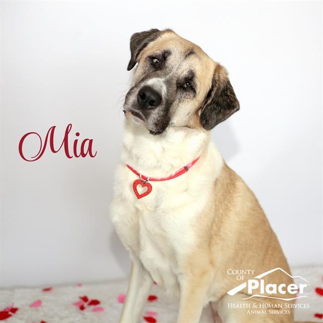 AMELIA MIGNONETTE THERMOPOLIS, Adoptable, Adult Female Anatolian Shepherd.