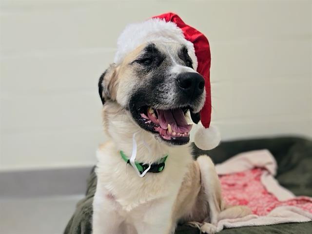 AMELIA MIGNONETTE THERMOPOLIS, Adoptable, Adult Female Anatolian Shepherd.