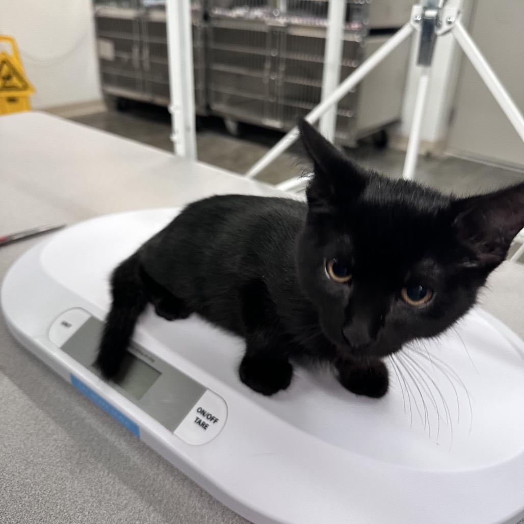 Jet, Adoptable, Kitten Male Domestic Short Hair.