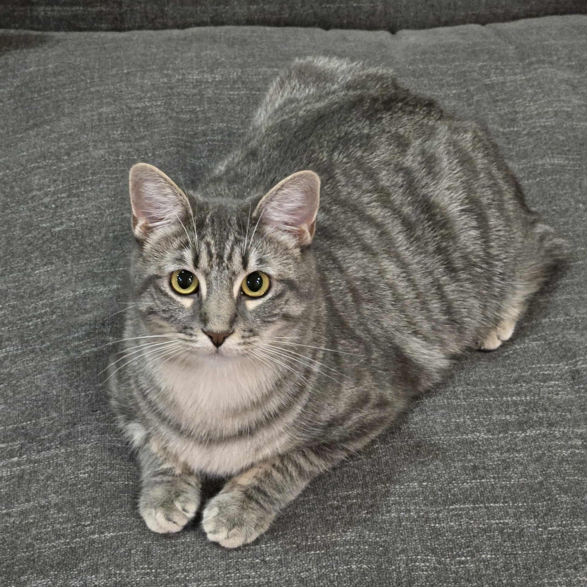 Big Mama, a Adoptable Tabby in Fairborn, OH image 2/5