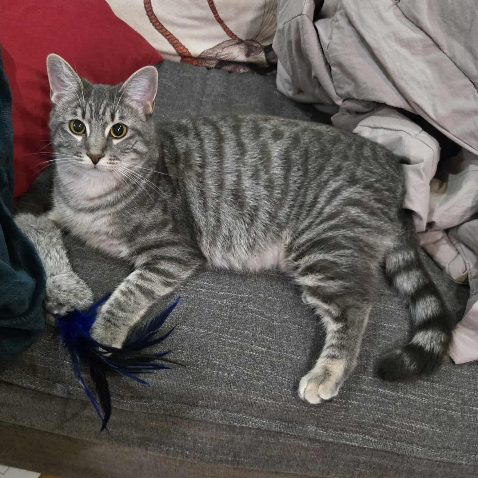 Big Mama, a Adoptable Tabby in Fairborn, OH image 5/5