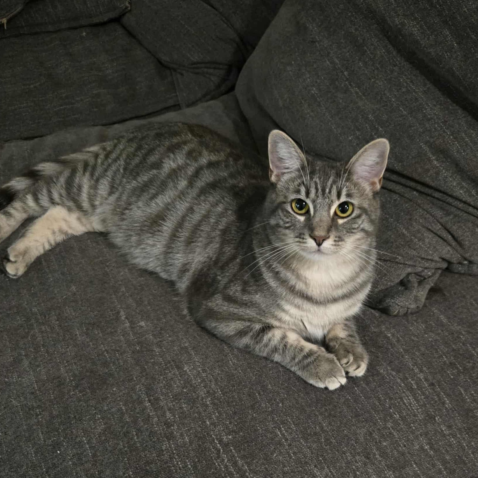 Big Mama, Adoptable, Young Female Tabby.