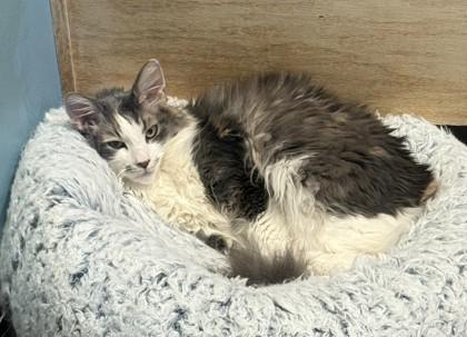 Lucy the Spicy, an adoptable Domestic Long Hair in Stanwood, WA, 98292 | Photo Image 2
