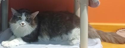 Lucy the Spicy, an adoptable Domestic Long Hair in Stanwood, WA, 98292 | Photo Image 4