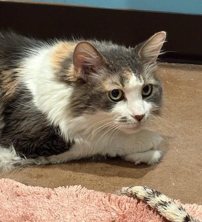 Lucy the Spicy, an adoptable Domestic Long Hair in Stanwood, WA, 98292 | Photo Image 1