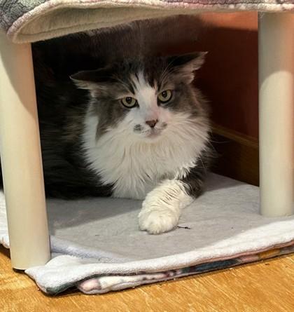 Lucy the Spicy, an adoptable Domestic Long Hair in Stanwood, WA, 98292 | Photo Image 3