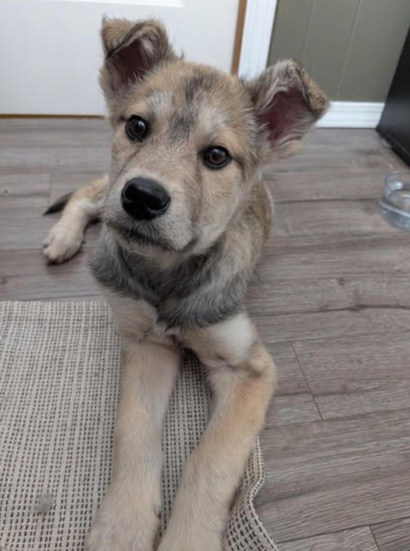 Enlarge Stella, a ADOPTABLE mixed breed in Calgary, AB image 5/6