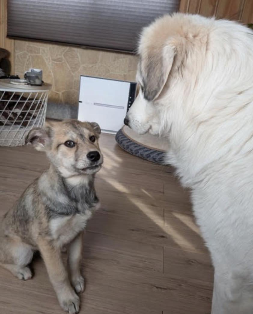 Enlarge Stella, a ADOPTABLE mixed breed in Calgary, AB image 6/6