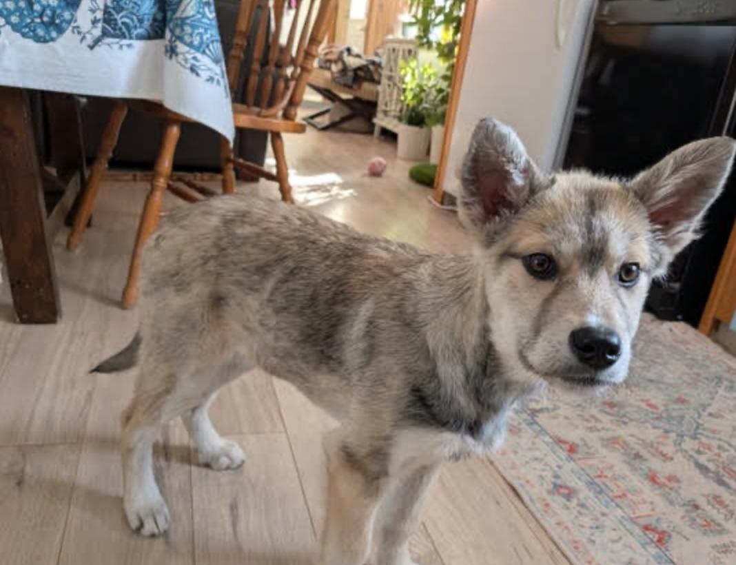 Enlarge Stella, a ADOPTABLE mixed breed in Calgary, AB image 2/6