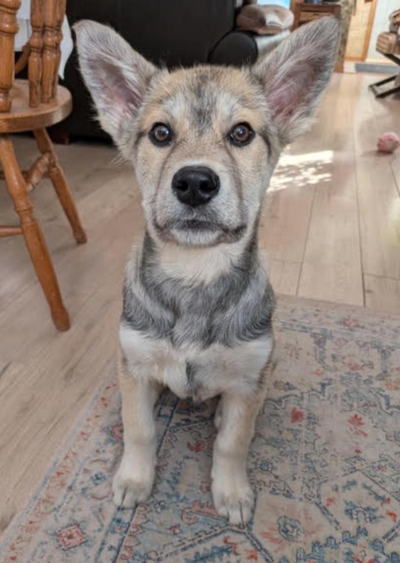 Enlarge Stella, a ADOPTABLE mixed breed in Calgary, AB image 3/6