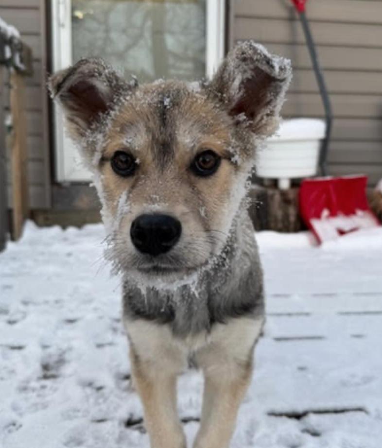 Enlarge Stella, a ADOPTABLE mixed breed in Calgary, AB image 1/6